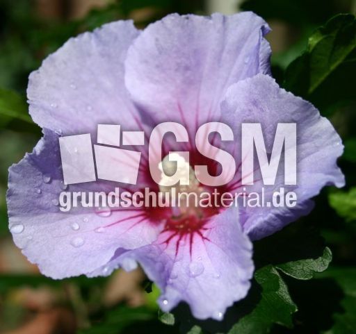Hibiskus-3.jpg